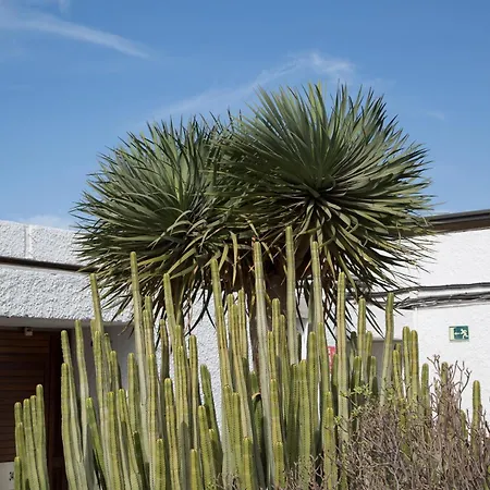 Vintersol Los Cristianos