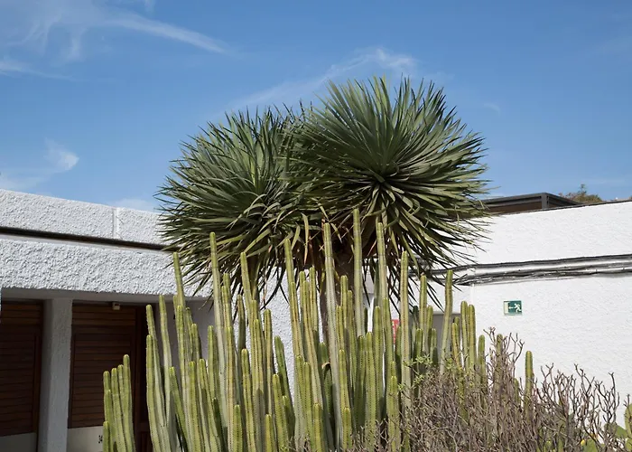 Vintersol Los Cristianos